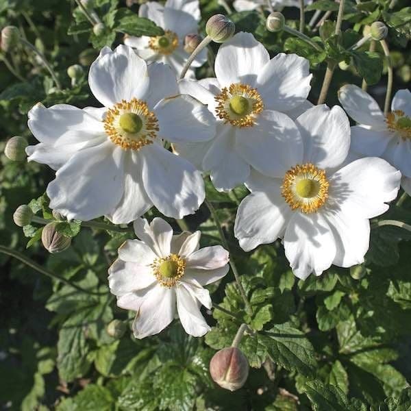 Fototävling - vinterbilder