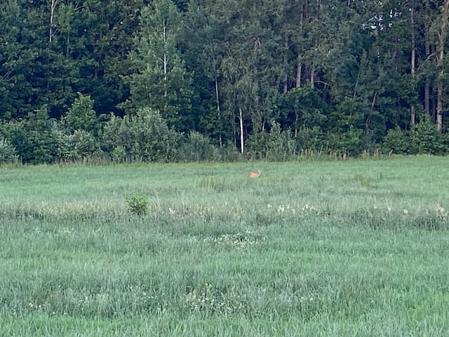 Fototävling sommarbild